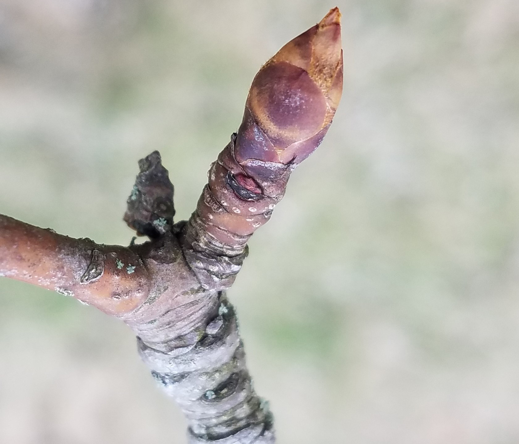 Pear buds